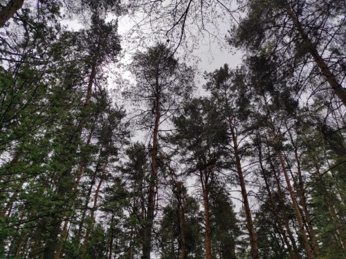 Пасхальное поминовение усопших на Радоницу